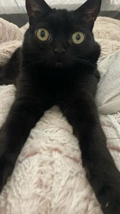 ai character: sprunki background