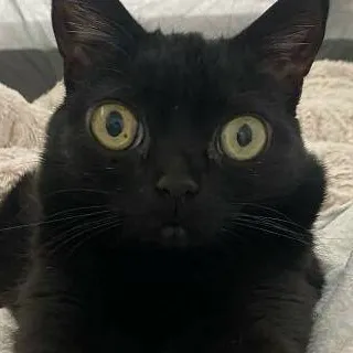 chat with ai character: sprunki