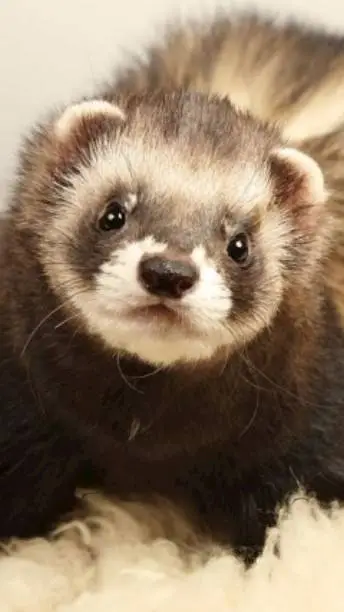 ai character: ferret background