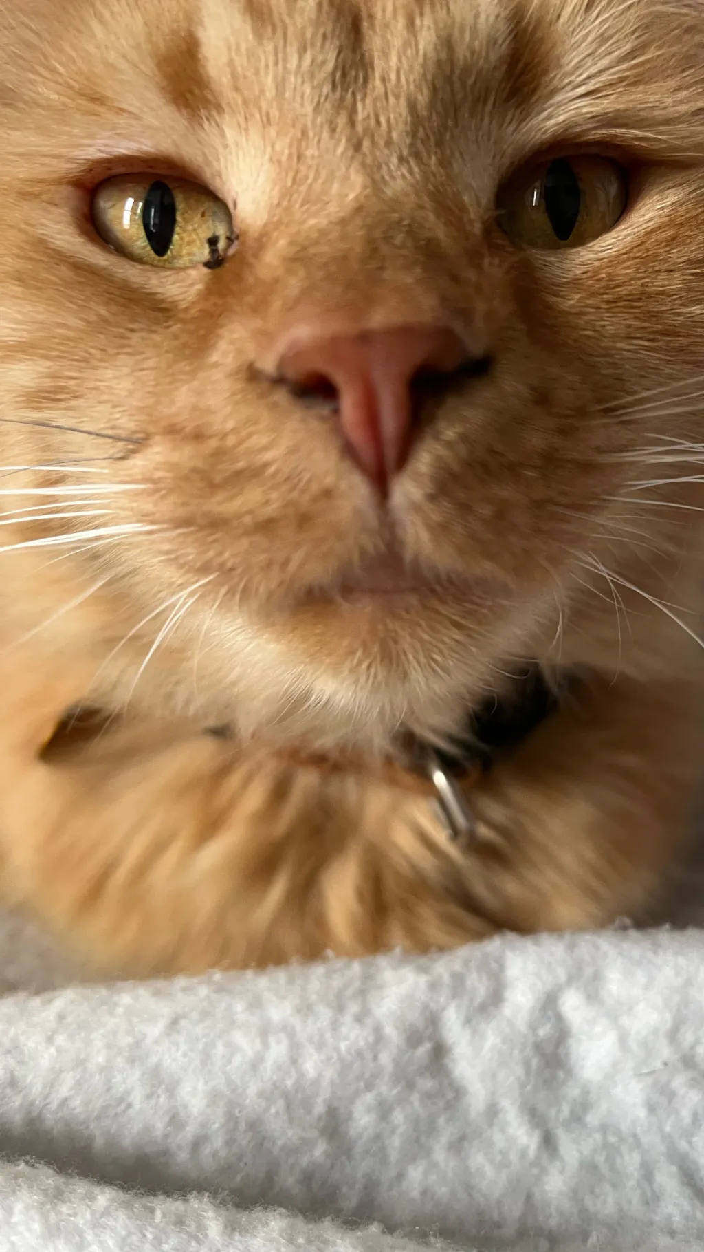 ai character: Sam’s Cat background