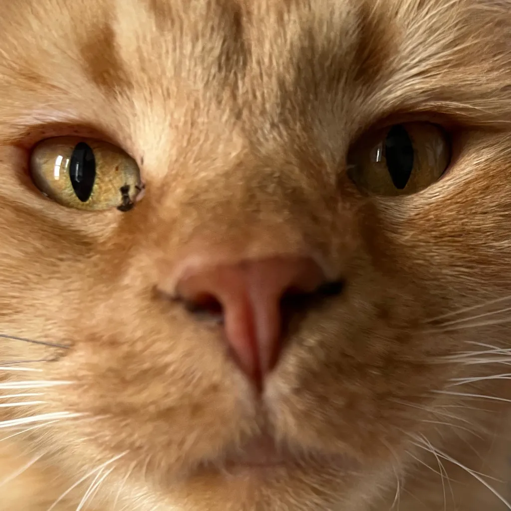 chat with ai character: Sam’s Cat