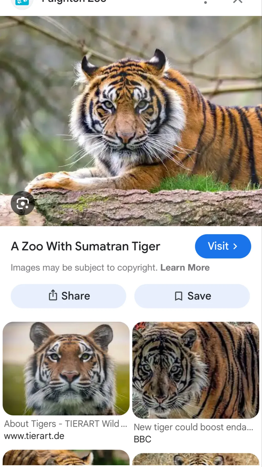 ai character: Tiger background