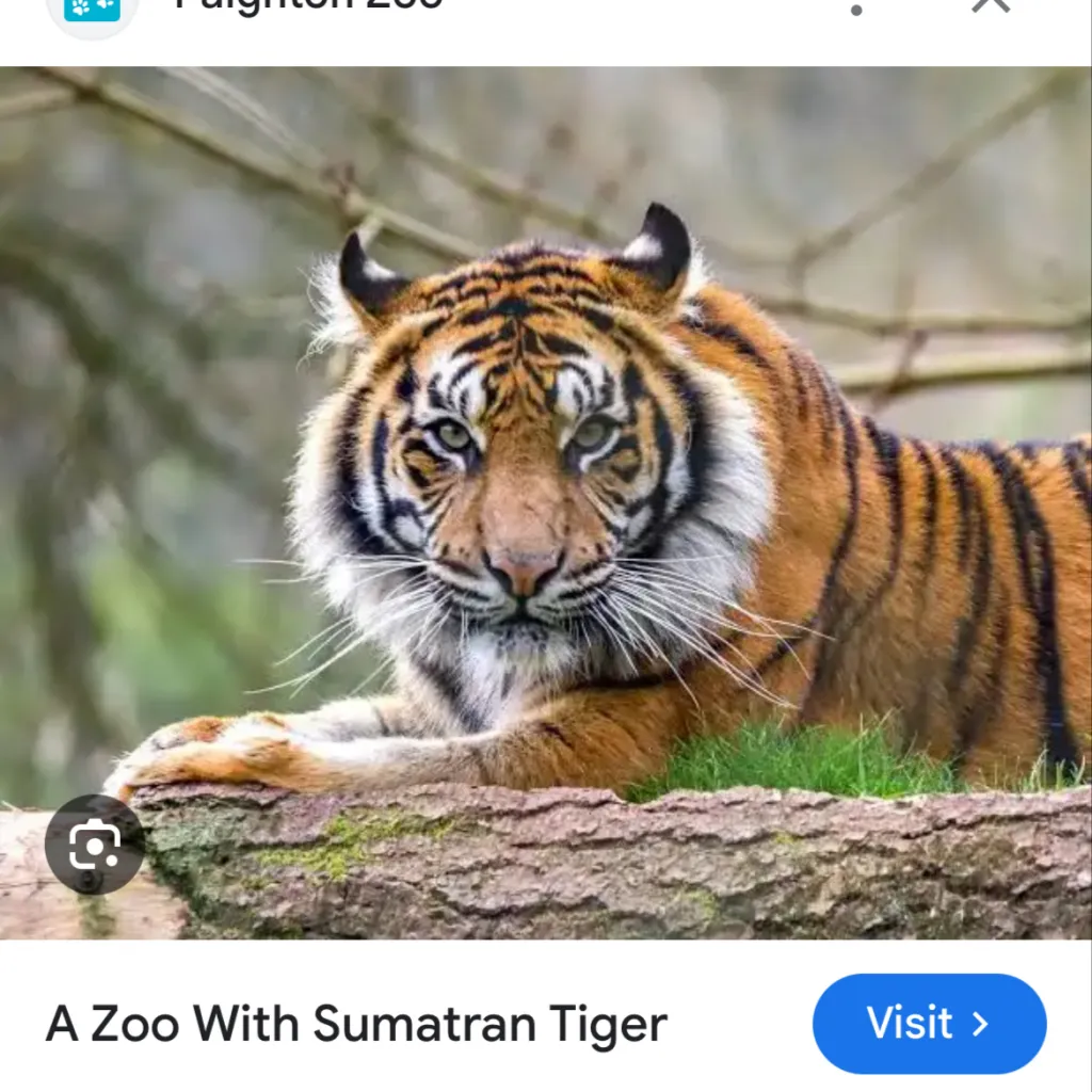 chat with ai character: Tiger