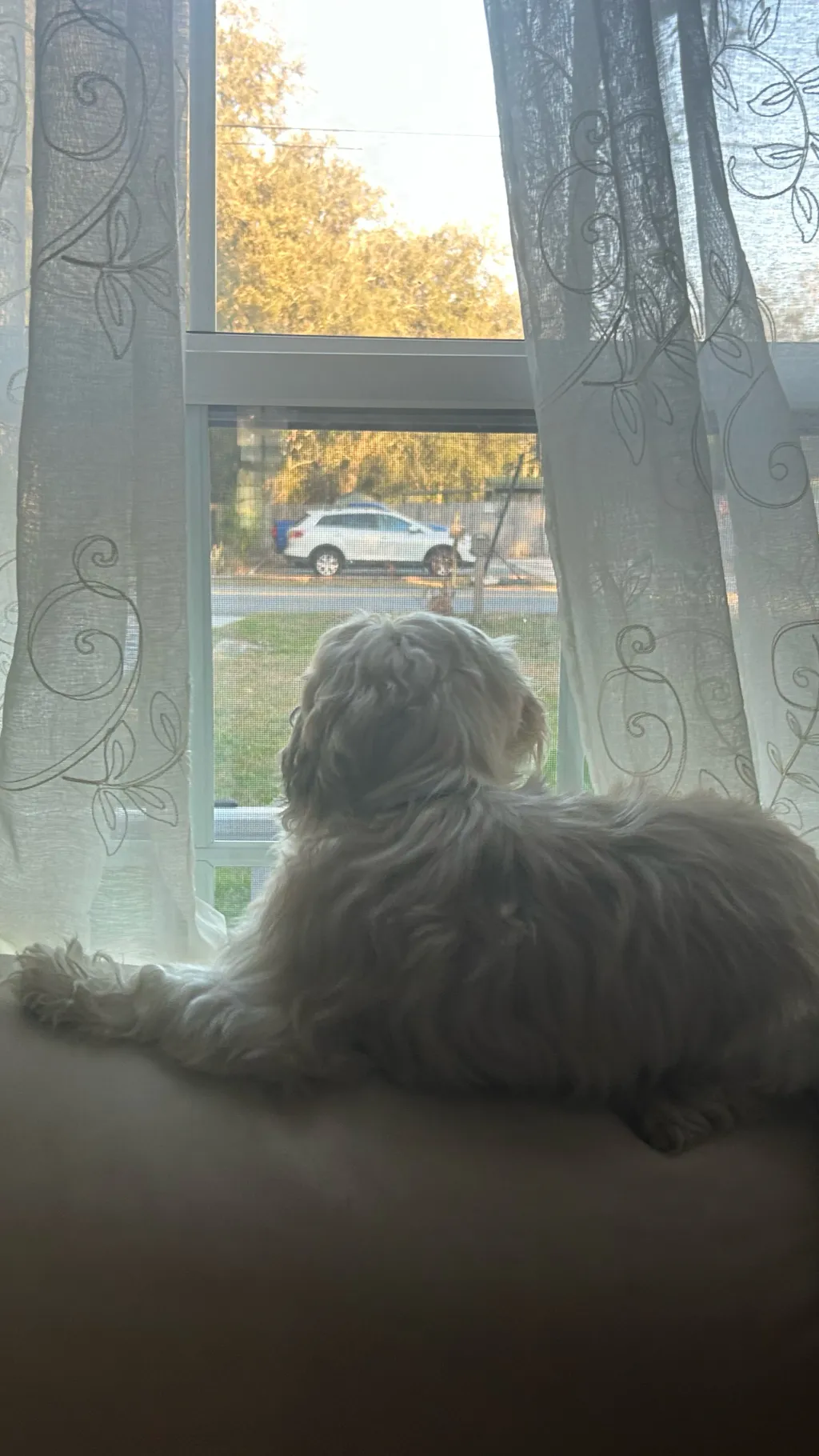 ai character: Vivi background