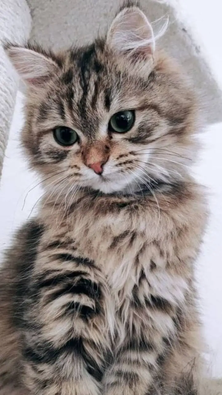 ai character: Kitty cat background