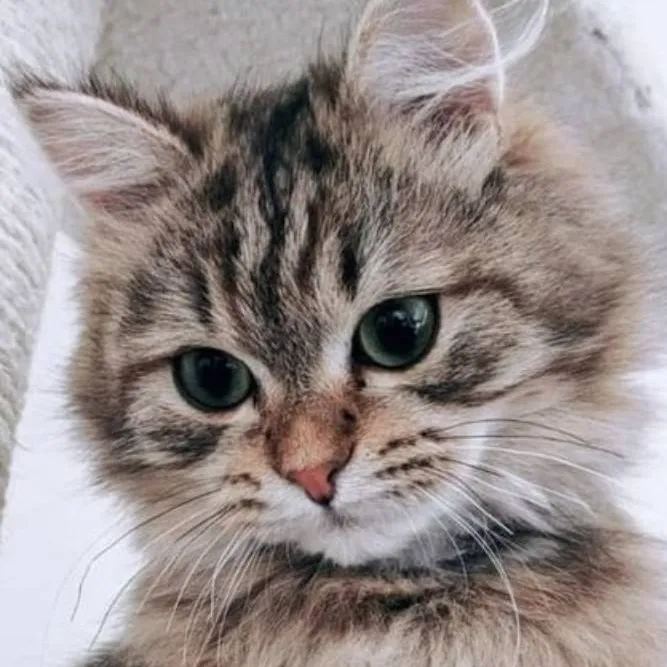 chat with ai character: Kitty cat