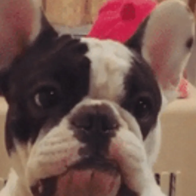 chat with ai character: Cute frenchie 