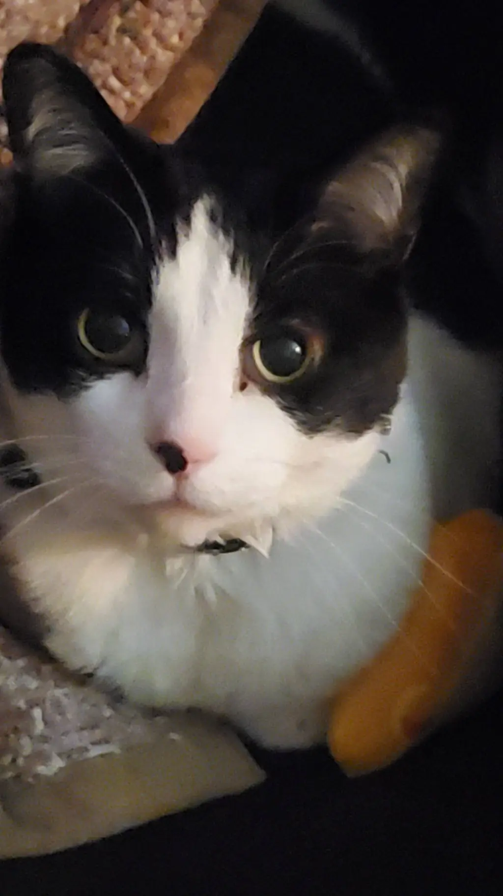 Talkie AI - Chat with Goofy GameToons :D
