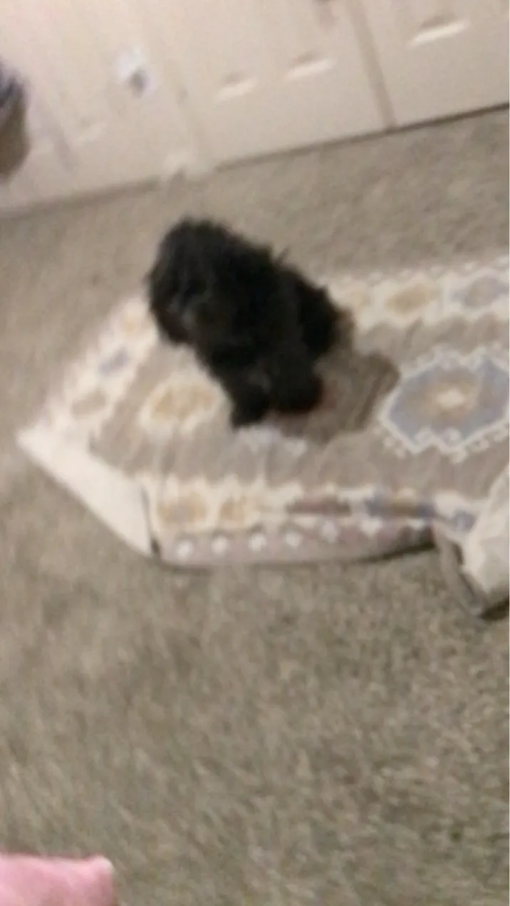 ai character: Jjk??  background