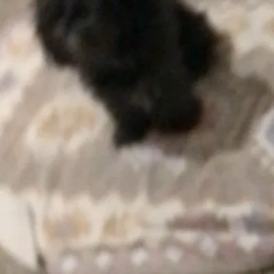 chat with ai character: Jjk?? 