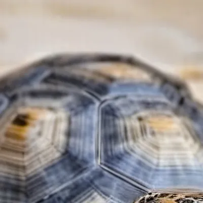 chat with ai character: Pokie the turtle