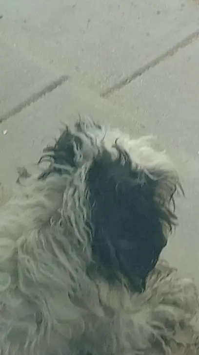 ai character: my dog background