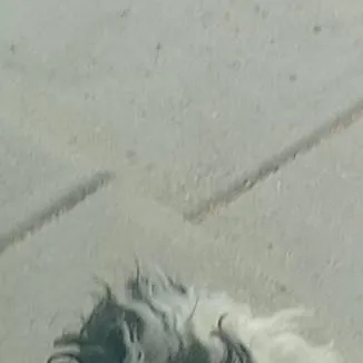 chat with ai character: my dog
