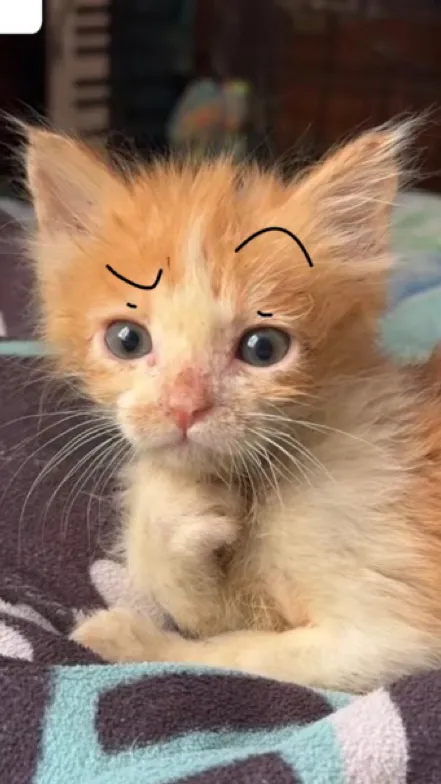 ai character: Meow background