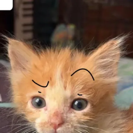 chat with ai character: Meow