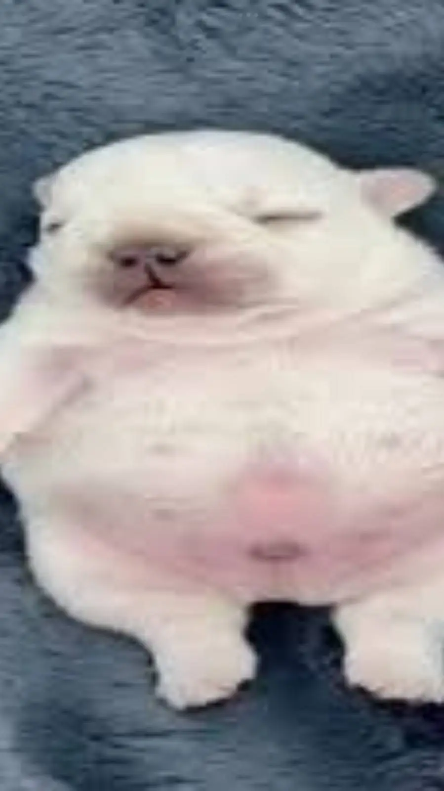 ai character: MHA HALLOWEEN!! background