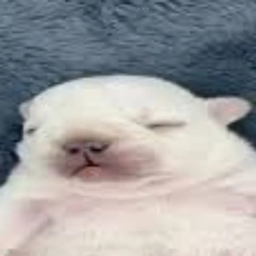 chat with ai character: MHA HALLOWEEN!!