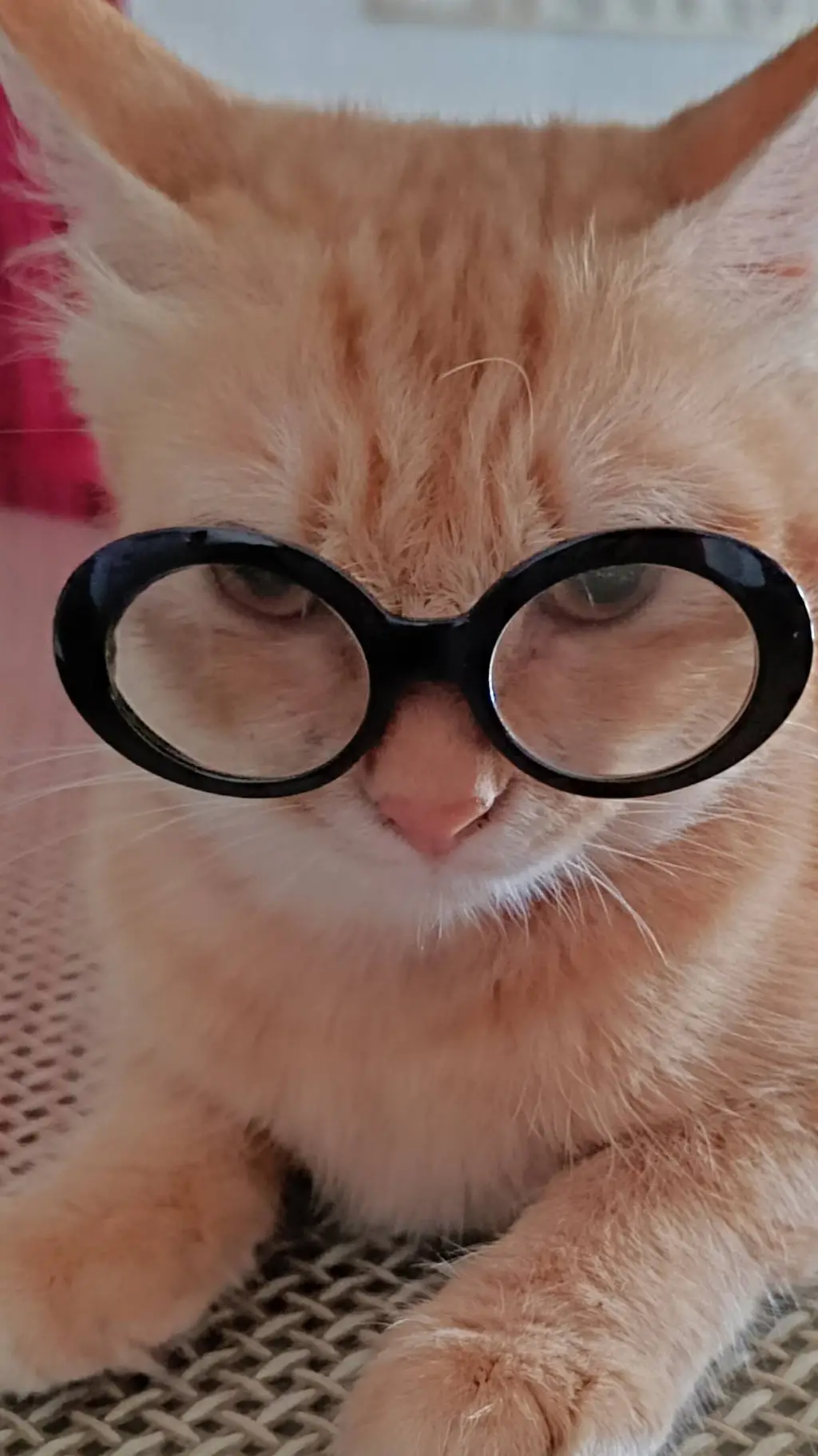 ai character: °~Veestro~° background