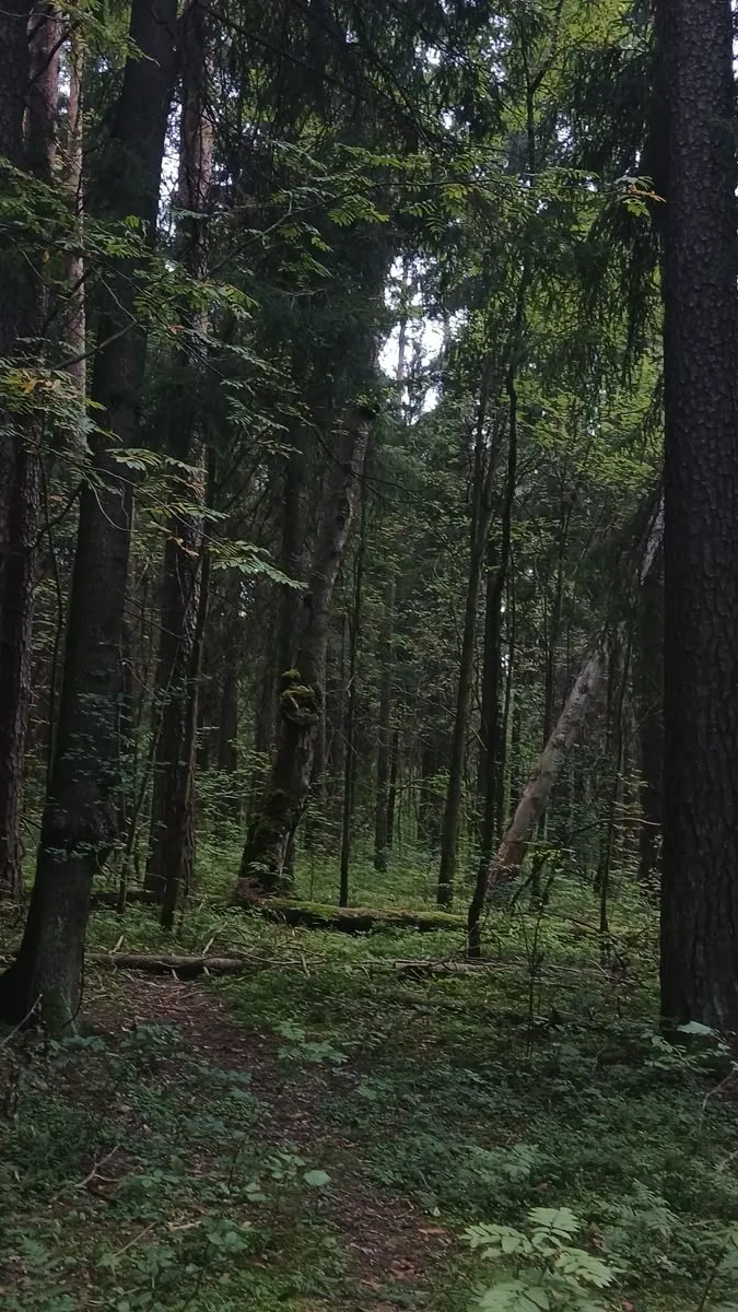 ai character: Family tradition  background