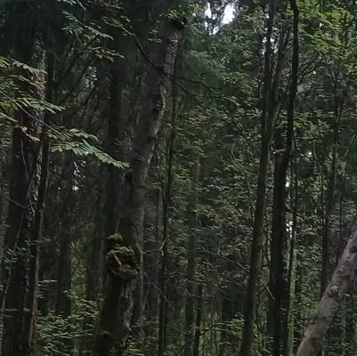 chat with ai character: Family tradition 