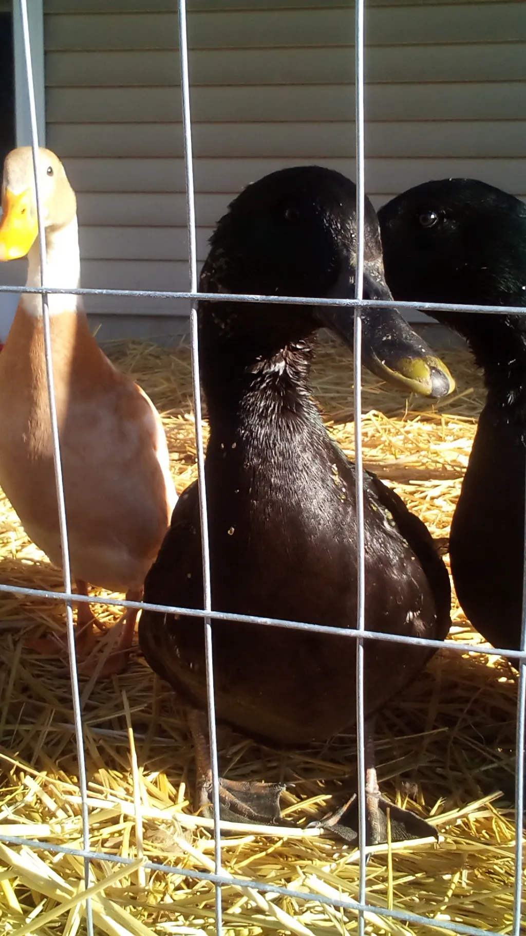 ai character: majestic ducks🦆 background