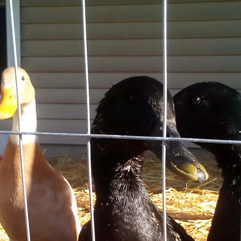 chat with ai character: majestic ducks🦆