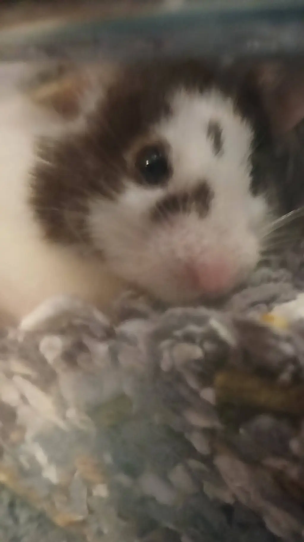 ai character: my hamster background