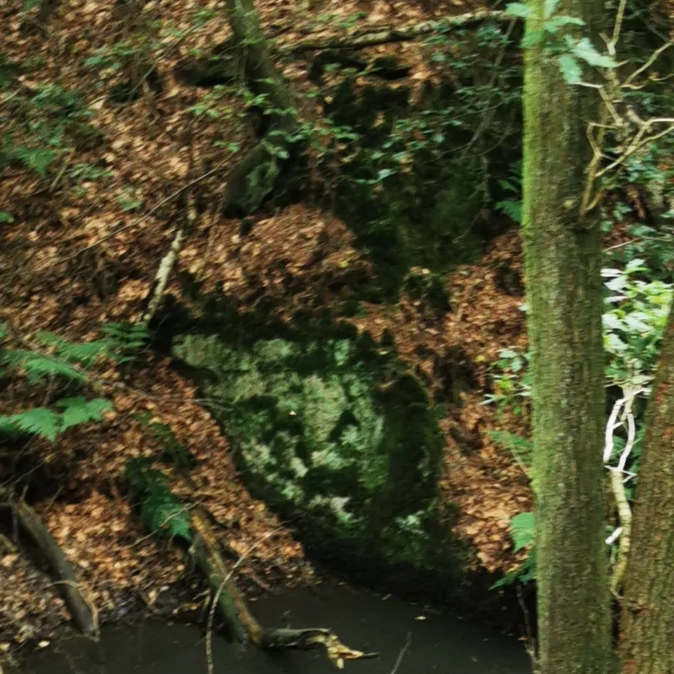 chat with ai character: Lost in forest. 