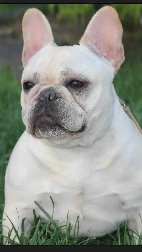 ai character: Blizzard  background