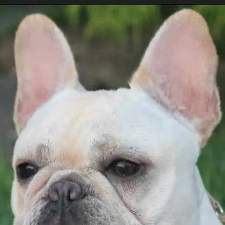 chat with ai character: Blizzard 