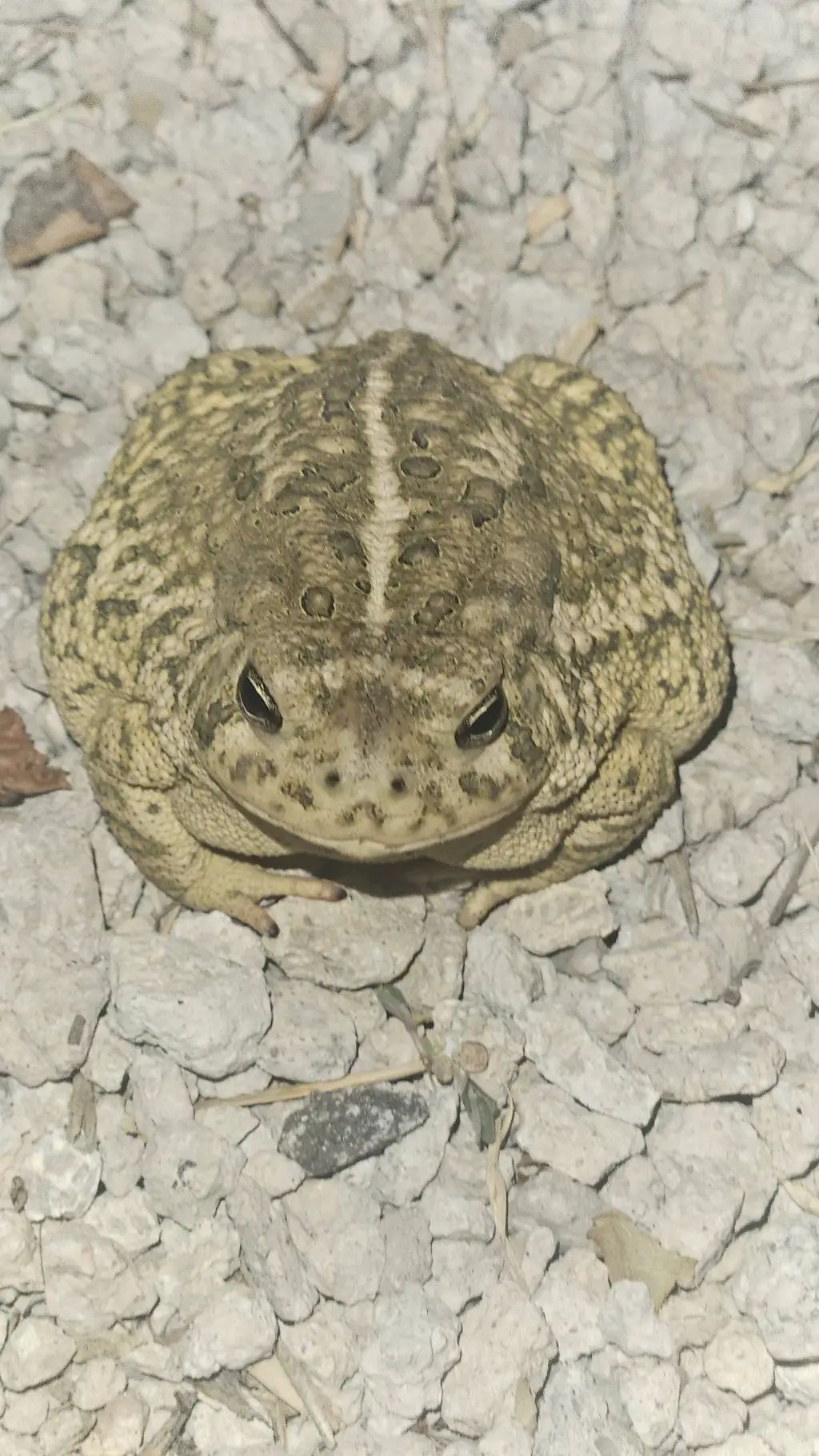 ai character: Bestie group background