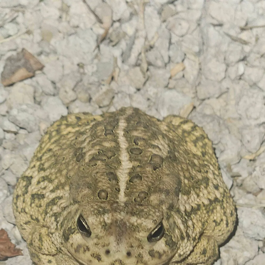 chat with ai character: Bestie group