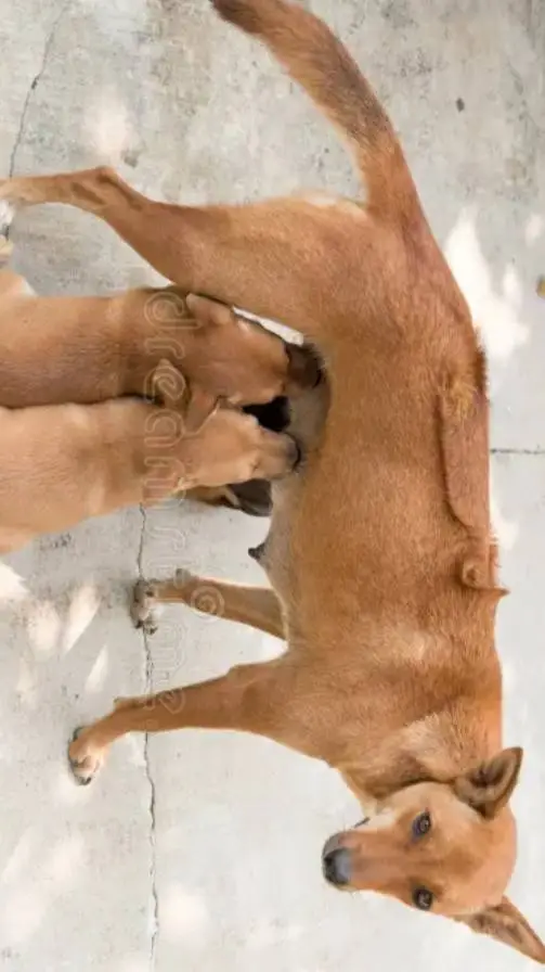 ai character: 🐶♡Coco♡✨️ background