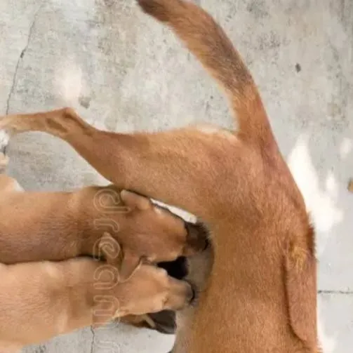 chat with ai character: 🐶♡Coco♡✨️