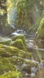 ai character: Fairy forest background