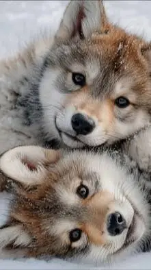 ai character: `|•WOLF PUPS•|` background