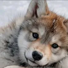 chat with ai character: `|•WOLF PUPS•|`