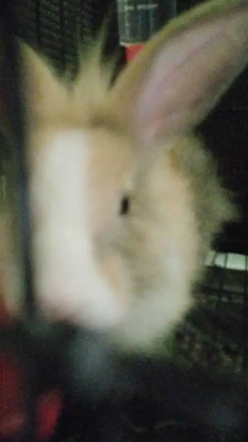 ai character: a rabbit  background