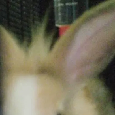 chat with ai character: a rabbit 