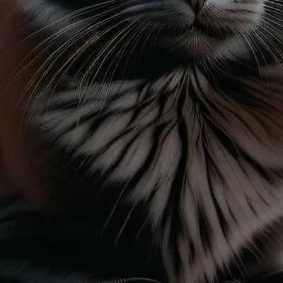 chat with ai character: Shadow the cat