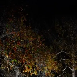 chat with ai character: σηℓу ѕкιη☺︎