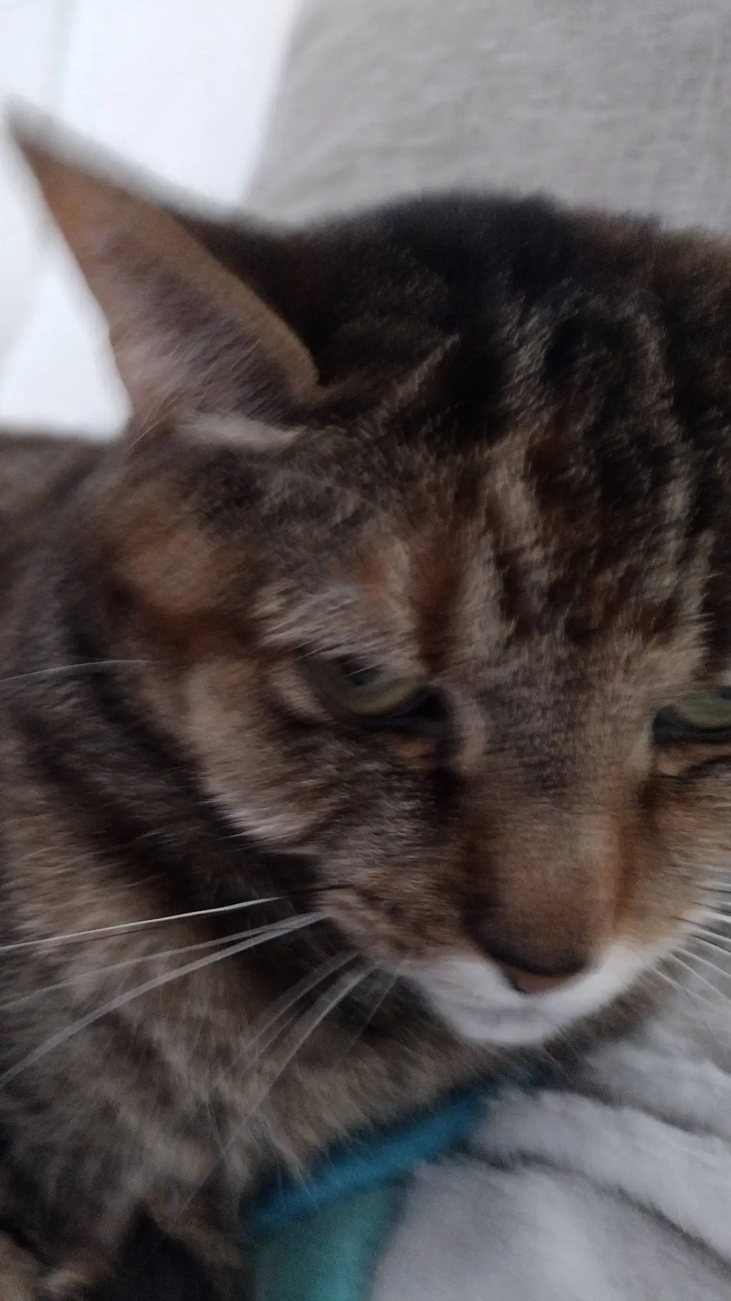 ai character: Harley (my cat) background