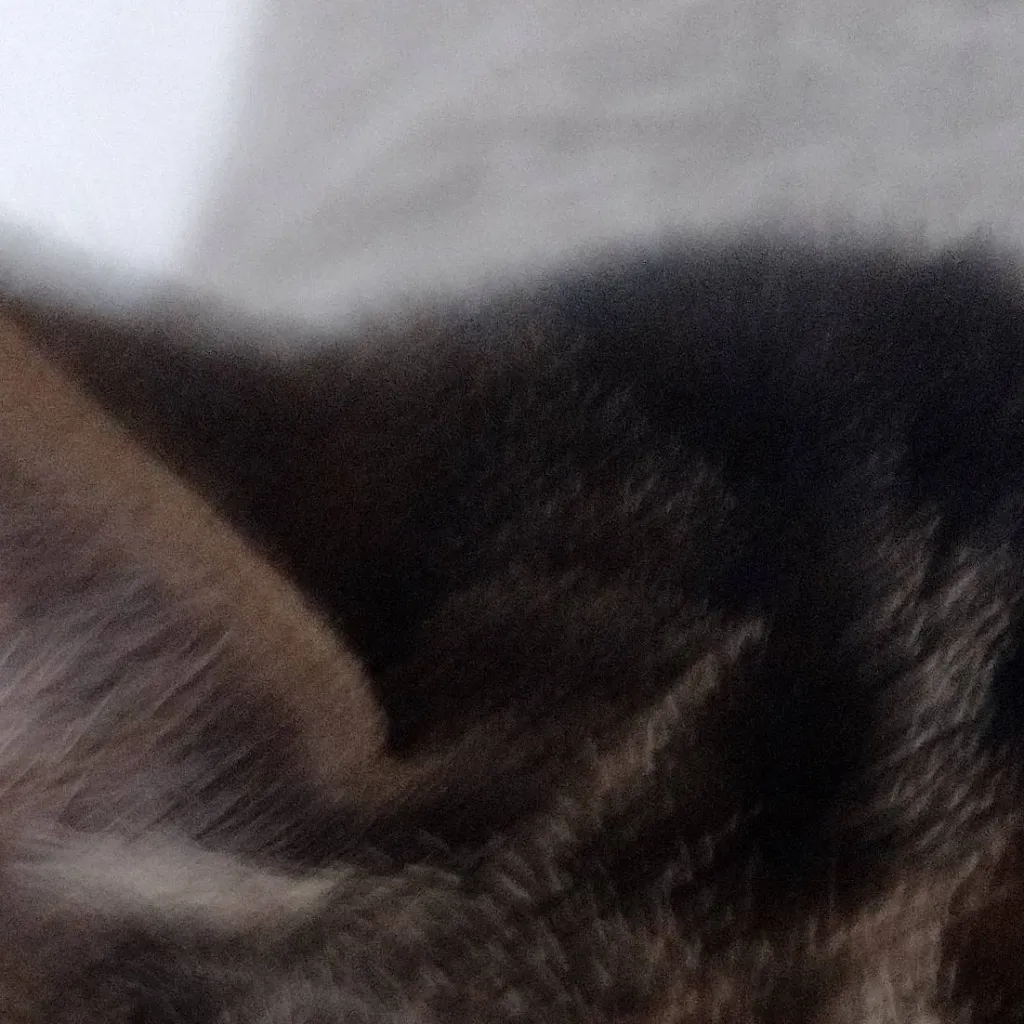 chat with ai character: Harley (my cat)