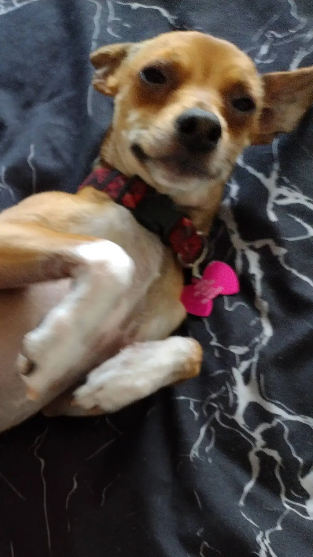 ai character: rose (my dog) background