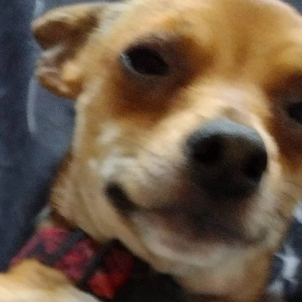 chat with ai character: rose (my dog)