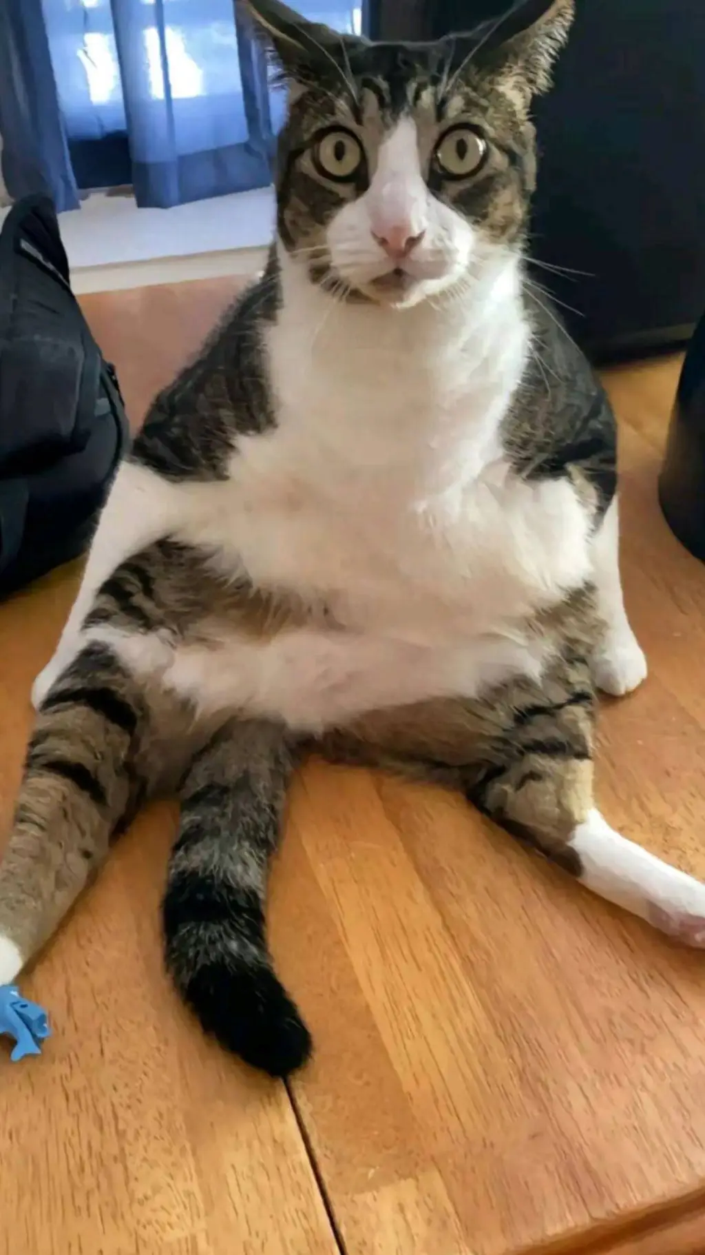 ai character: New Cat >Hiii background