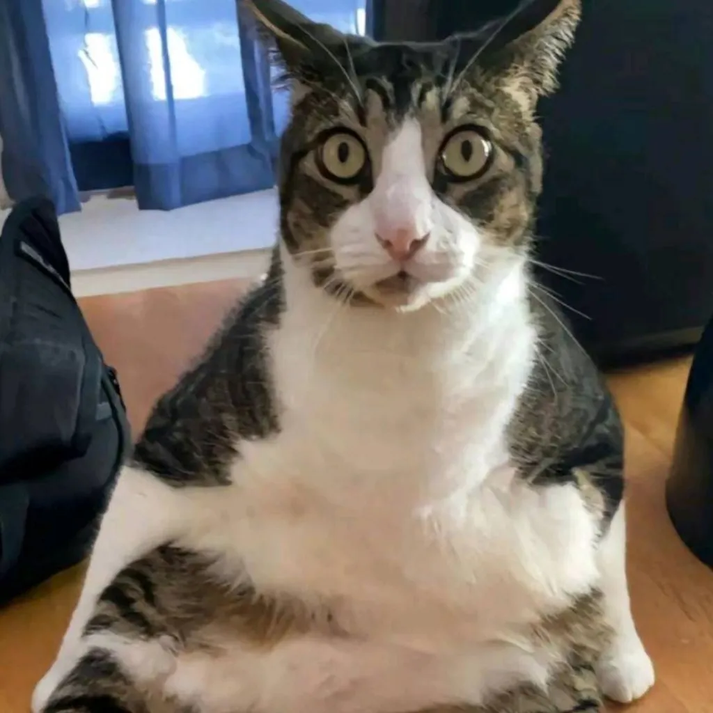 chat with ai character: New Cat >Hiii