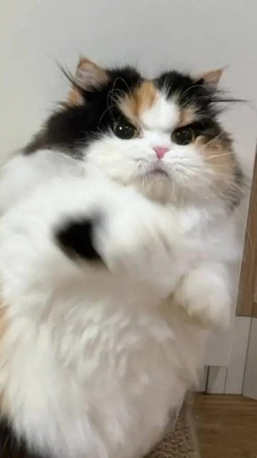 ai character: ur cat background
