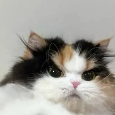 chat with ai character: ur cat