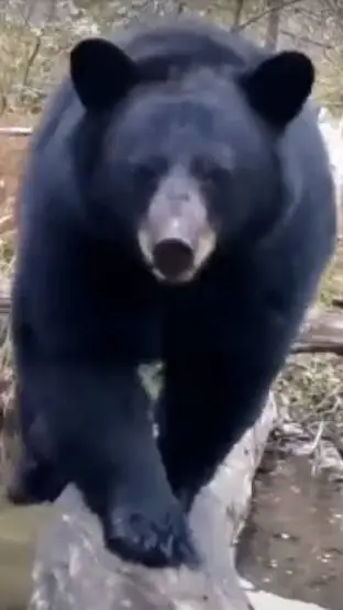 ai character: Kevin The Bear background